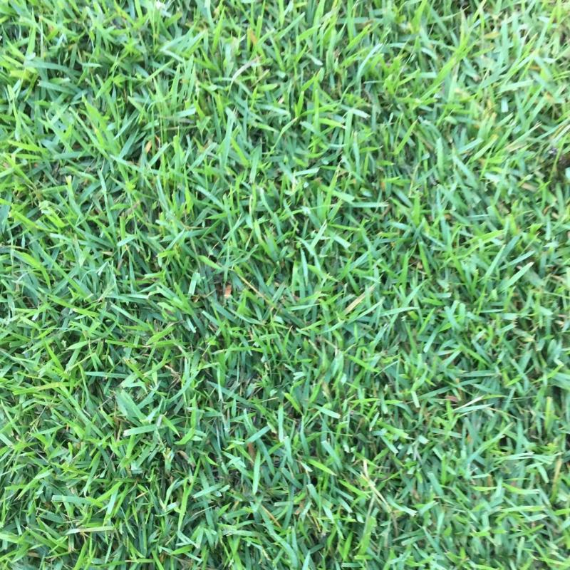 Empire Zoysia