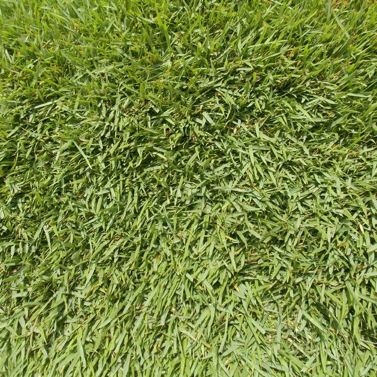 Meyer Zoysia