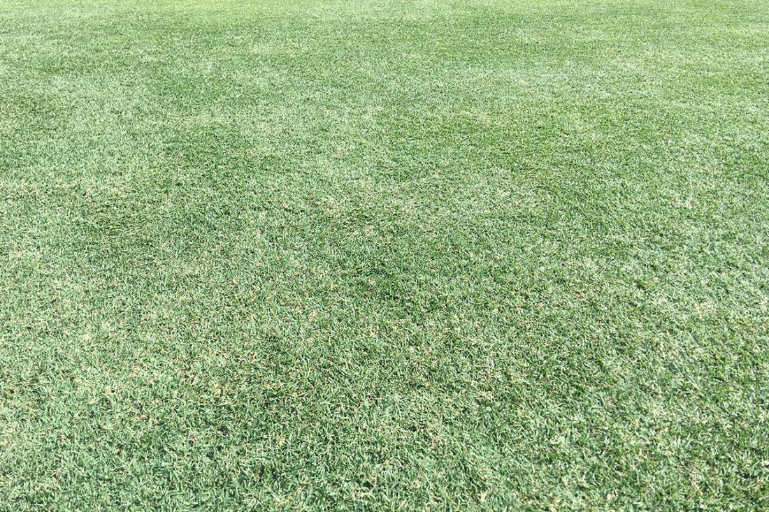 Atlanta Sod Farms - Celebration® Bermudagrass - High-Quality Sod in