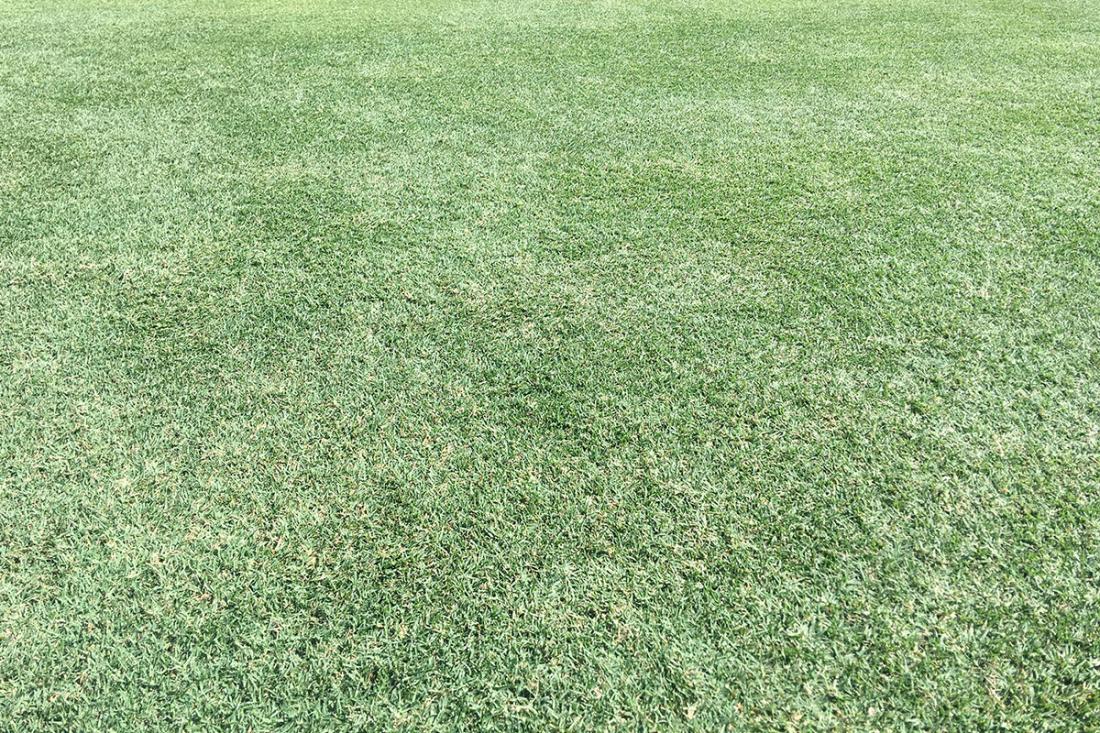 Celebration® Bermudagrass