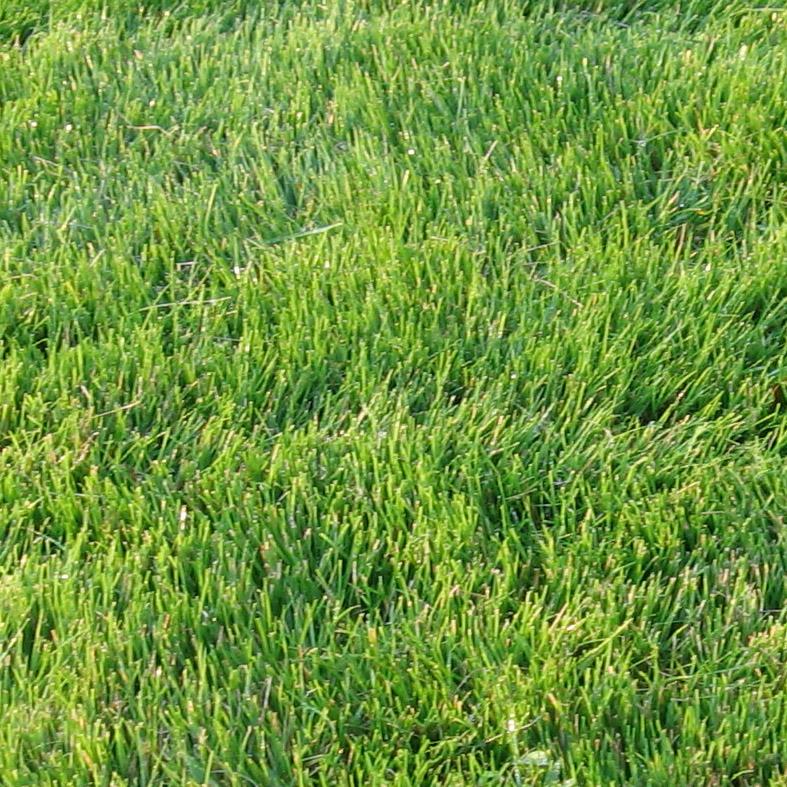 Emerald Zoysia