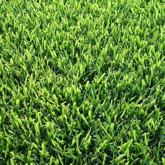 Jamur Zoysia