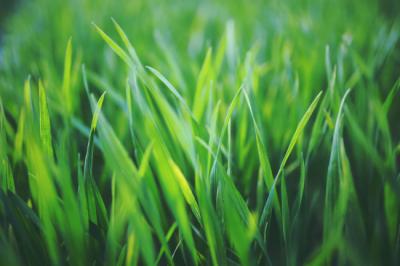 Is Centipede Grass the Best Choice for Your Lawn Needs?