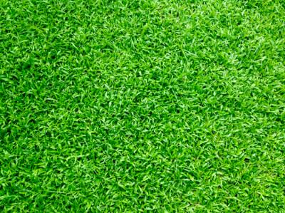 Which Sod Is Best for Your Landscape, Centipede, Bermuda or St. Augustine?