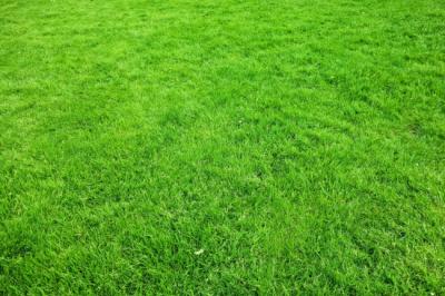 10 Unique Features of Zeon And Emerald Zoysia Sods