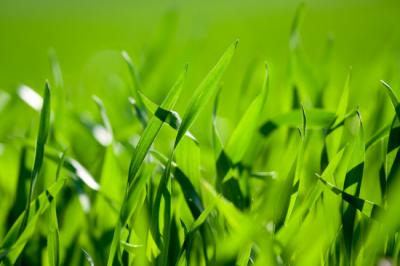 How to Keep Your Sod Alive After Plantation? A Guide by Atlanta Sod Company