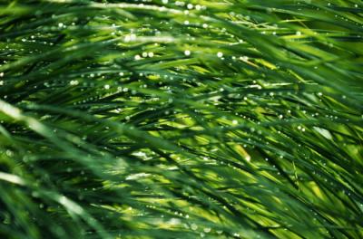 Getting Tall Fescue from an Atlanta Sod Company? Here is what you should know first