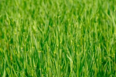 Caring For Newly Laid Sod, As Per Atlanta Sod Farms