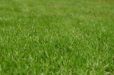 Landscaping Tips: Best Grass for your Lawn