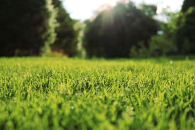 The Best Time to Sod Your Yard for a Lush Green Lawn